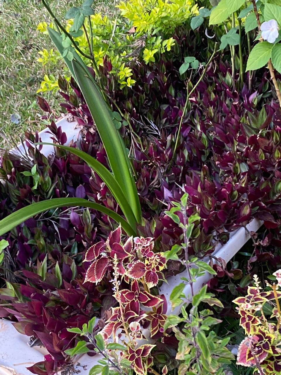 Blooming Flower Beds Yelagiri